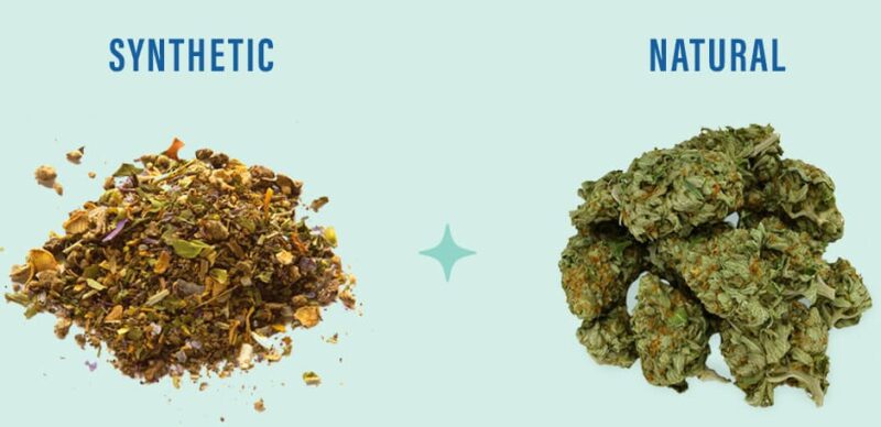 Natural Marijuana vs Synthetic Cannabinoid: what's the difference between